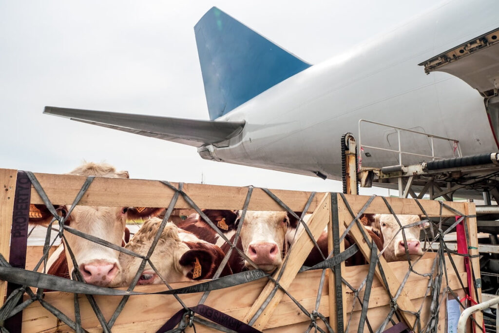 The insurance of animal welfare in air freight