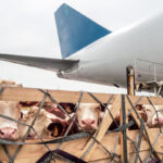 The insurance of animal welfare in air freight